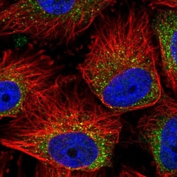 MIA3 Antibody, Novus Biologicals 25 &mu;L, Unlabeled:Antibodies, Polyclonal